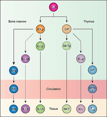 Tissue-Resident Lymphocytes Across Innate and Adaptive Lineages